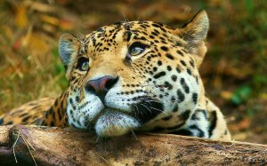 sad leopard