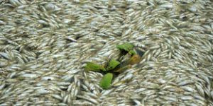 3471298_3_dceb_cette-catastrophe-environnementale-due-a-une_6d744a80198e947925b352abc1f03532